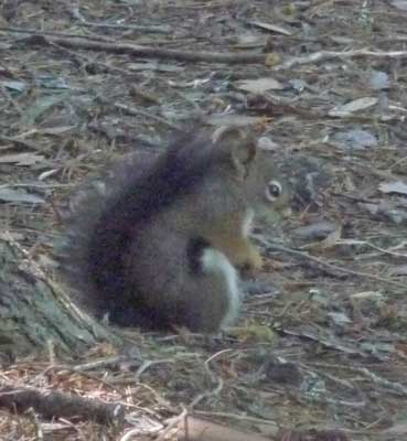 Red Squirrel Glacier National Park
