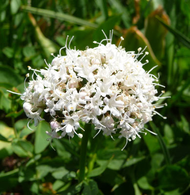 Sitka Valerian (Valeriana sitchensis)