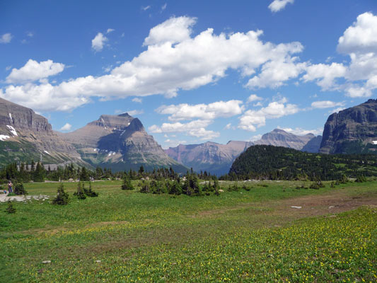 Glacier Lilies at Logan Pass