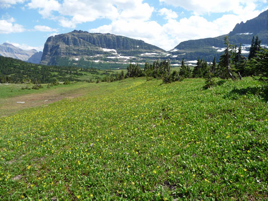 Glacier Lilies at Logan Pass