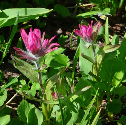 Alpine Paintbrush (Castilleja rhexifolia).