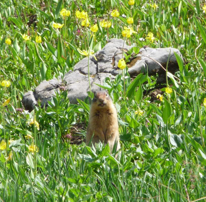 Ground Squirrel Logan Pass Glaciern National Park