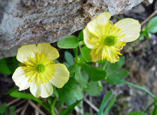 Mountain Buttercups ( Ranunculus escholtzii)