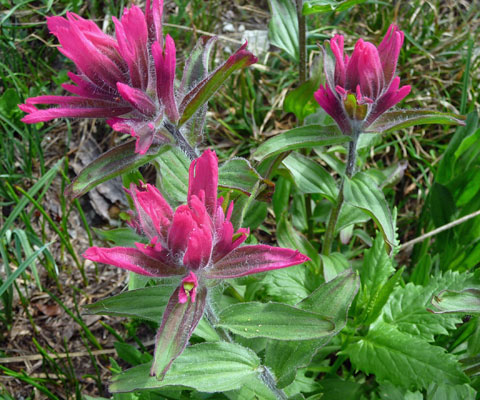 Alpine Paintbrush (Castilleja rhexifolia)