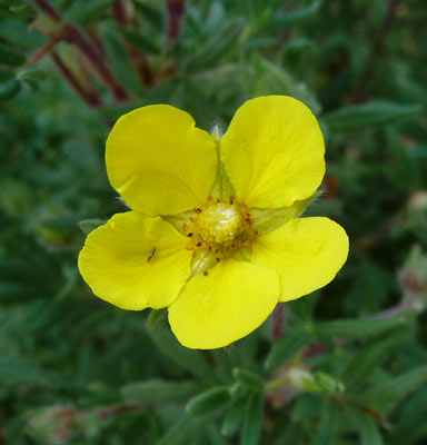 Shrubby Cinquefoil (Pentaphylloides fruticosa)