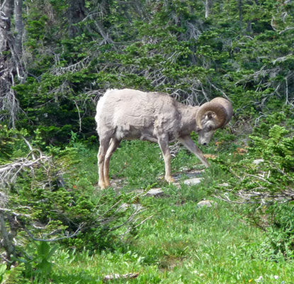 Big Horn Sheep Logan Pass Glacier National Park