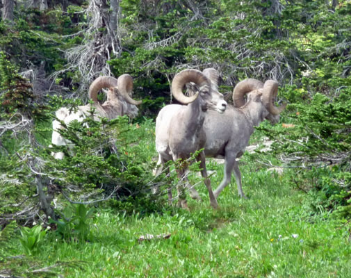 Big Horn Sheep Logan Pass Glacier National Park