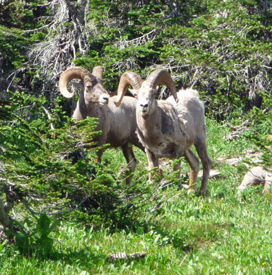 Big Horn Sheep Logan Pass Glacier National Park