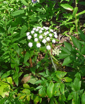 White Angelica (Angelica arguta)