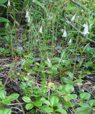 Twinflowers (Linnaea borealis)