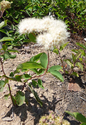 Birch-leaved Spiraea (Spiraea betulifolia)