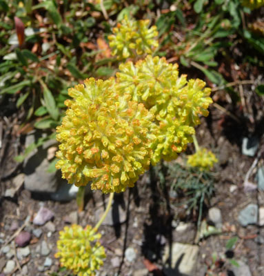 Yellow Buckwheat (Eriogonum flavum)