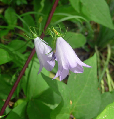 Harebells (Campanula rotundifolia)