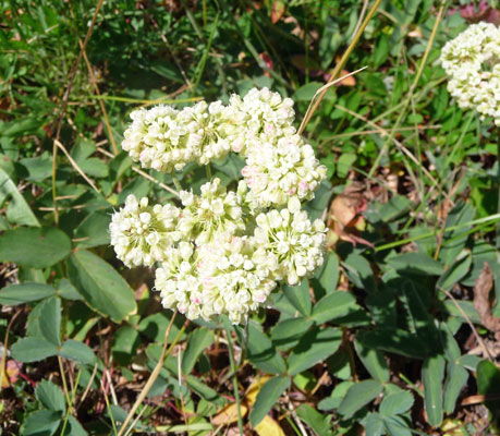 Sulphur Buckwheat (Eriogonum umbellatum)