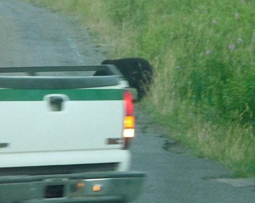 Bear and ranger vehicles Waterton
