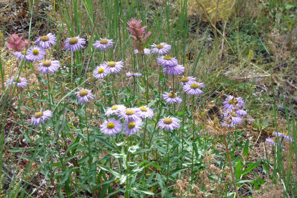 asters and Indian Paintbrush