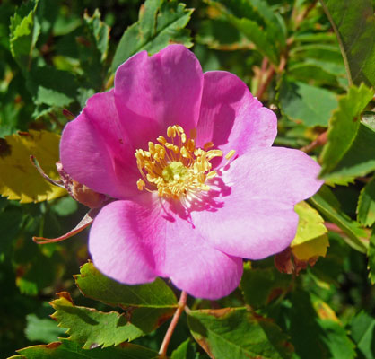  Wood’s rose (Rosa woodsii)