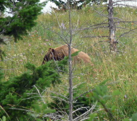 Grizzly Bear Waterton Lakes National Park
