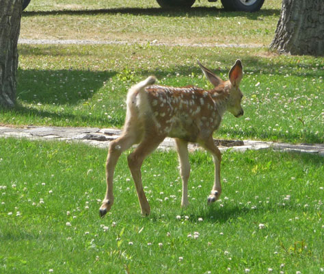 Spotted fawn Waterton Lakes