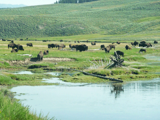Bison herd Yellowstone