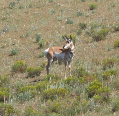 Antelope Lamar Valley Yellowstone
