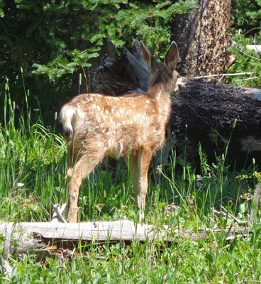 Spotted fawn near NE Entrance Yellowstone