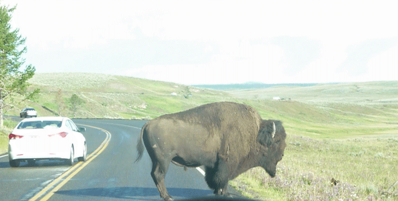 Bison on the road