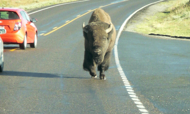 Bison on the road