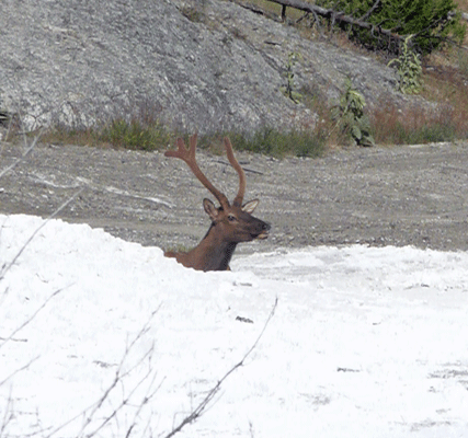 Bull Elk at Pallette Springs Yellowstone