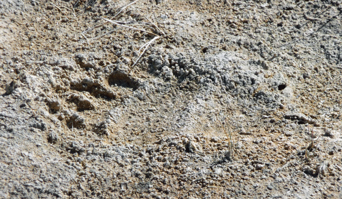 Grizzly Bear Print Yellowstone