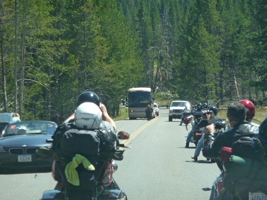 Bison on the road with motorcycles