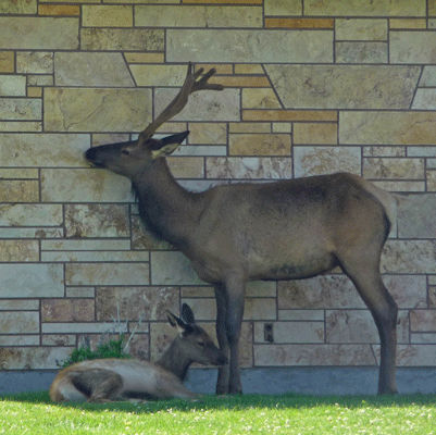 Elk at Mammoth Hot Springs Post Office