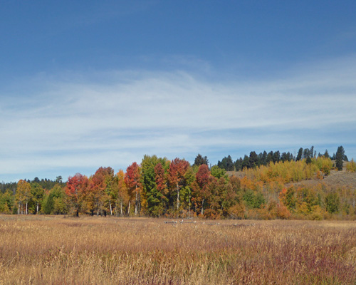 Fall color Oxbow Bend Rd