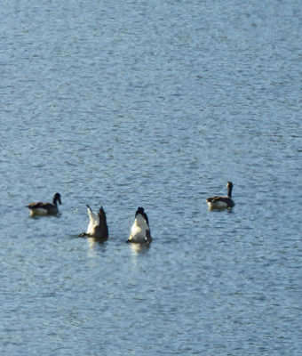 Dipping Canada Geese