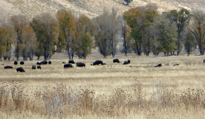 Grand Teton Bison herd