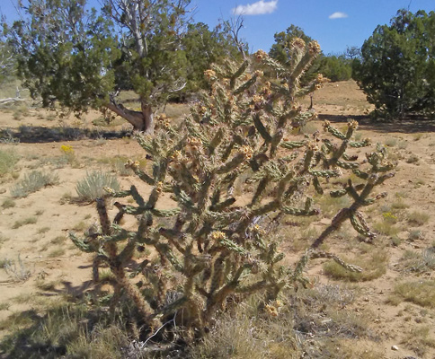 cane cholla (Cylindropuntia spinosior)