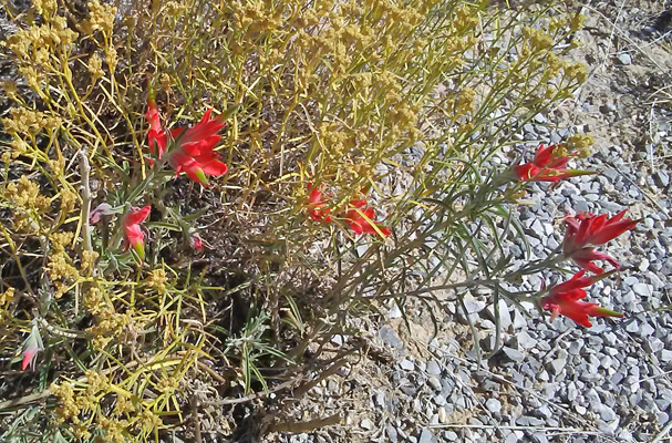 Foothill Paintbrush (Castilleja integra)