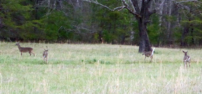 Deer Cades Cove