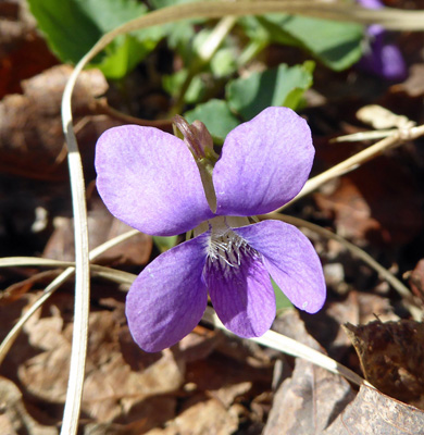 Common blue violet (Viola sororia)