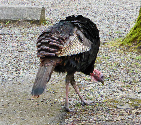 Wild Turkey Cades Cove Campground