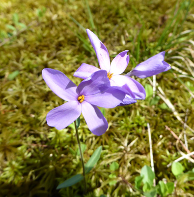 Creeping Phlox (Phlox stolonifera)