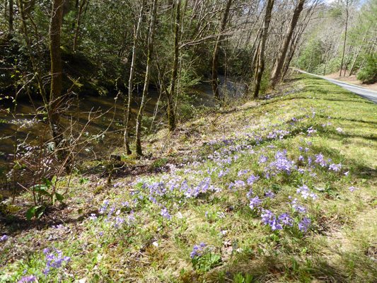 Creeping Phlox (Phlox stolonifera)