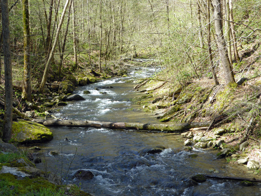 Laurel Creek Great Smoky NP