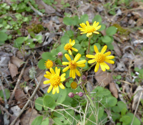 Roundleaf Ragwort (Packera obovata)