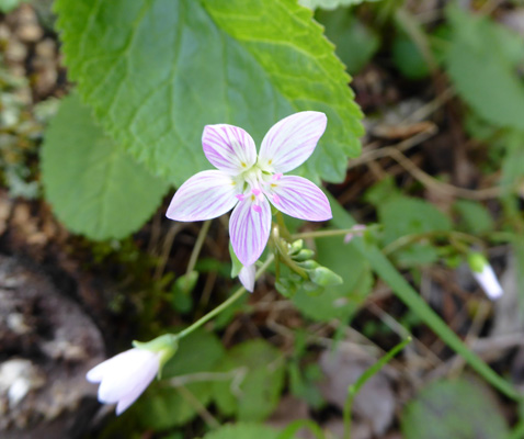 Spring Beauty