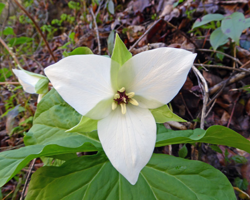 Large-flowered Trillium (Trillium grandiflorum)