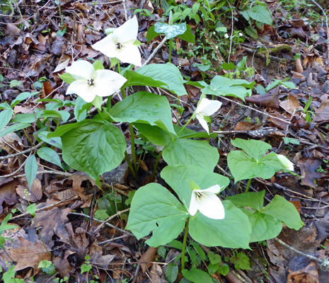 Large-flowered Trillium (Trillium grandiflorum)