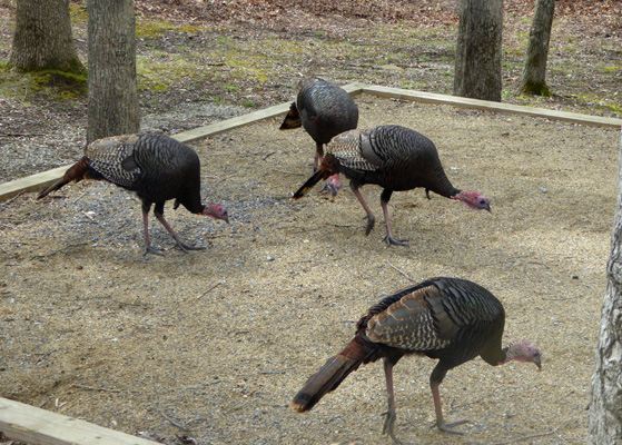 Wild Turkeys Cades Cove Campground