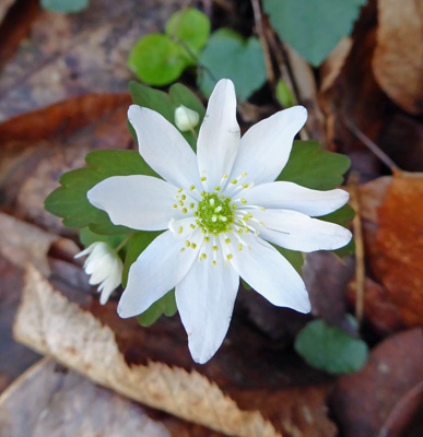 Rue Anemone (Thalictrum thalictroides).