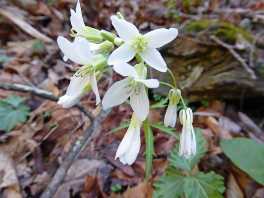 Forkleaf Toothwort (Cardamine dissecta)